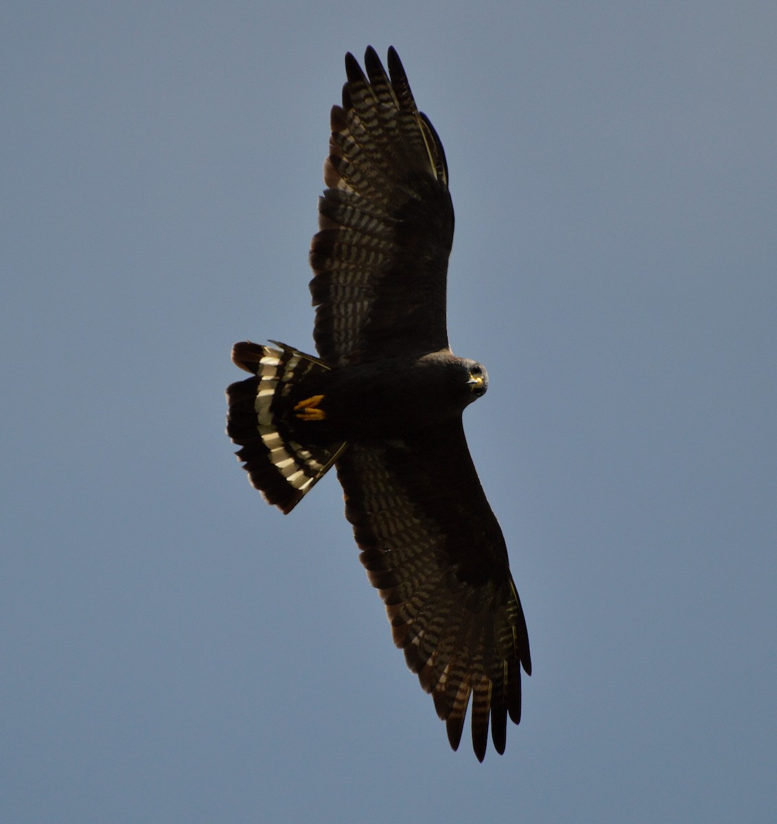 Zone-tailed Hawk - ML181387001