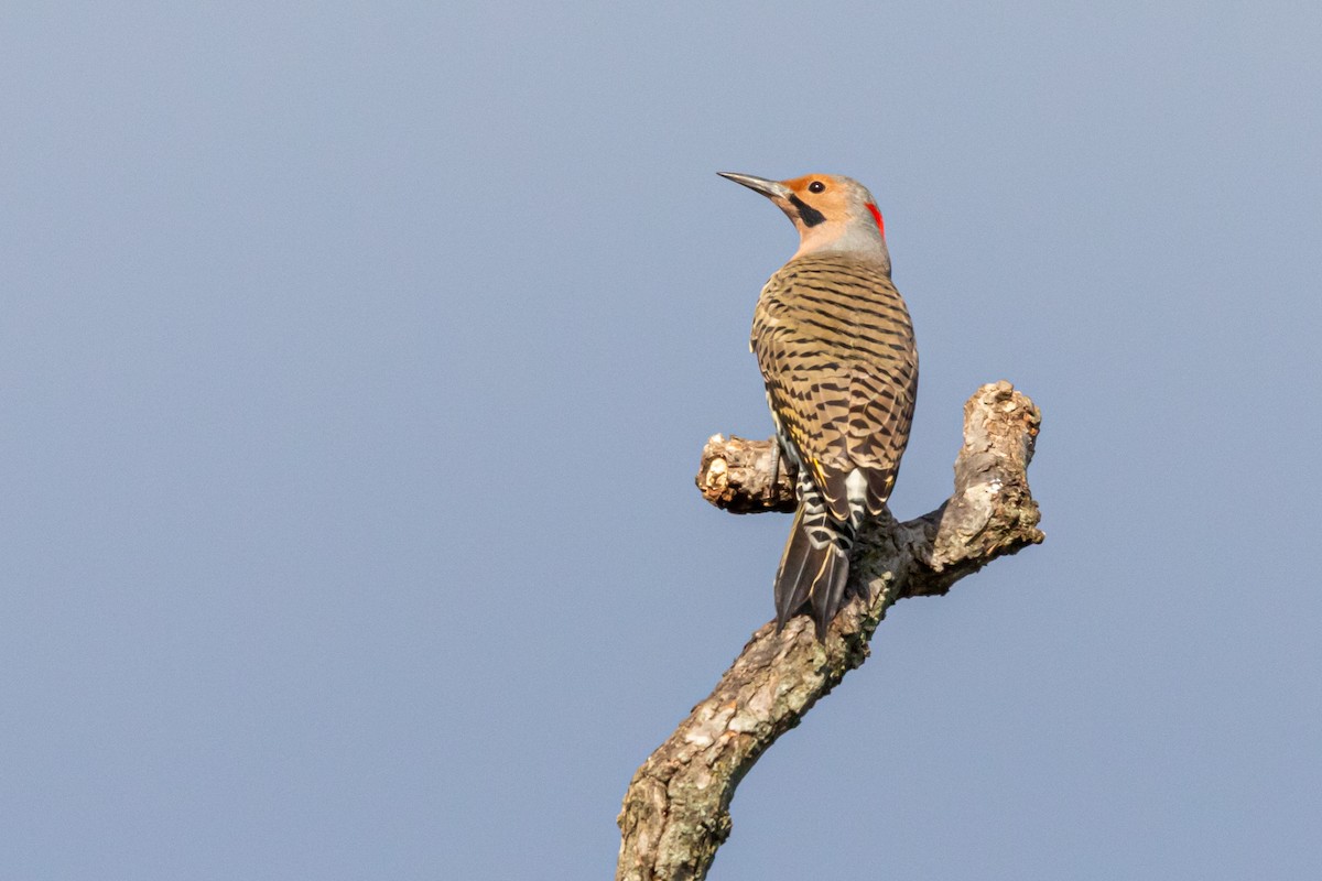 Northern Flicker (Yellow-shafted) - ML181387621