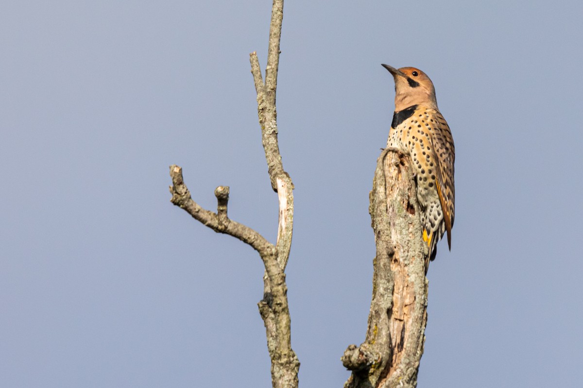 Northern Flicker (Yellow-shafted) - ML181387631