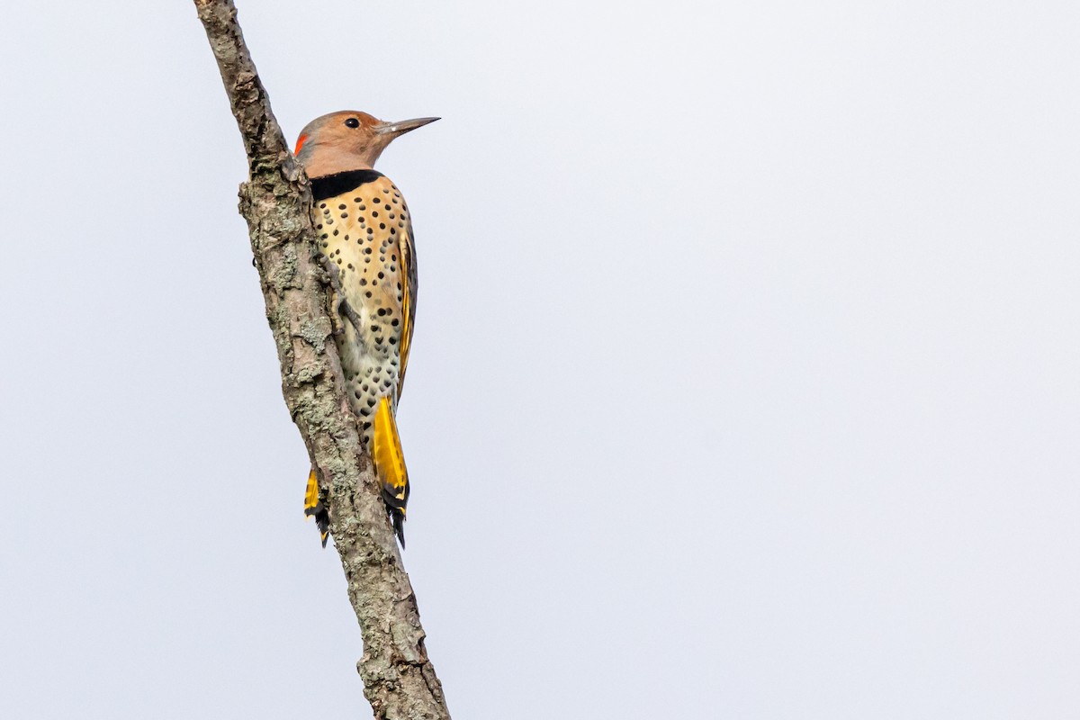 Northern Flicker (Yellow-shafted) - Brad Imhoff