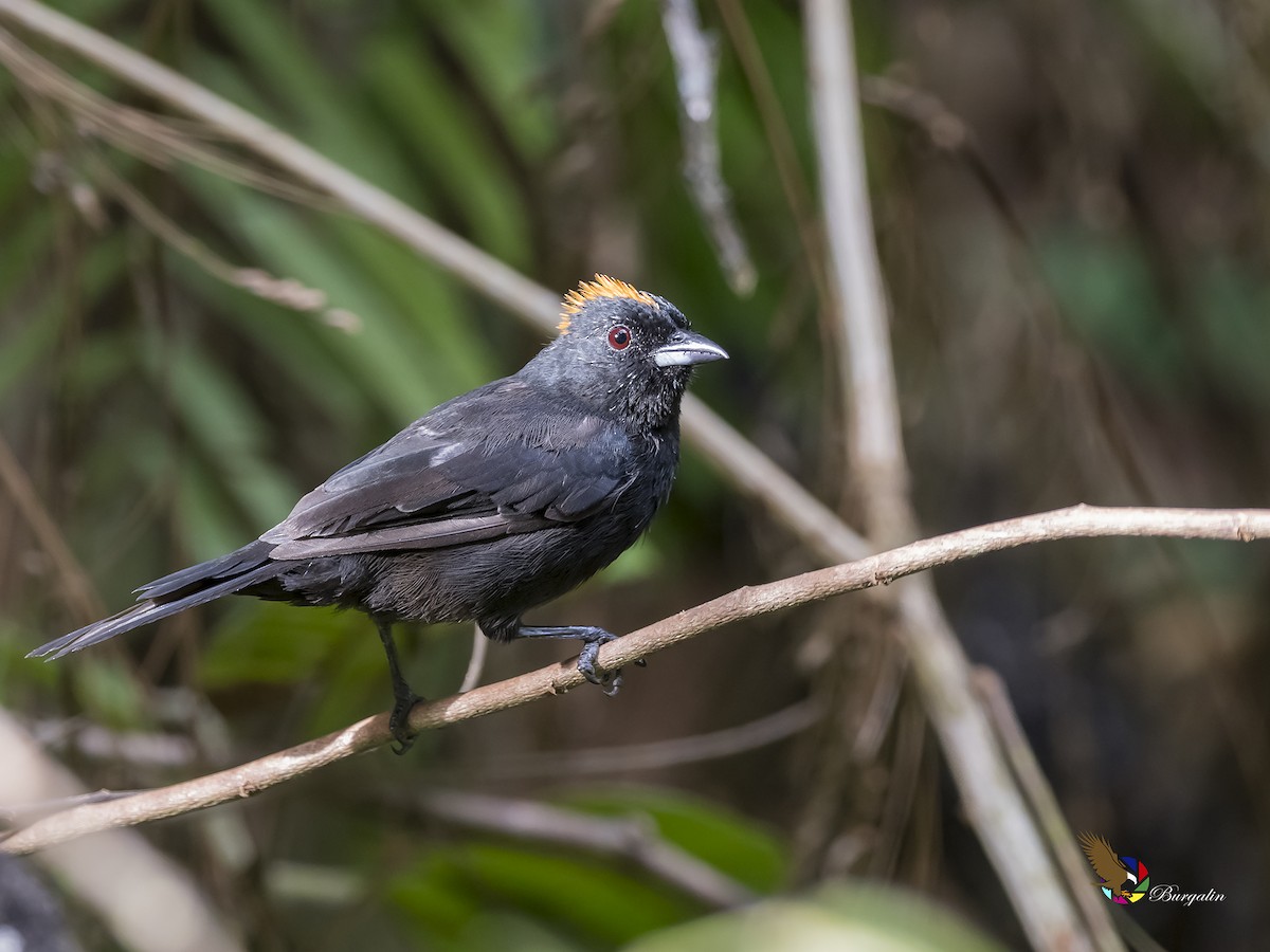 Tawny-crested Tanager - ML181389661