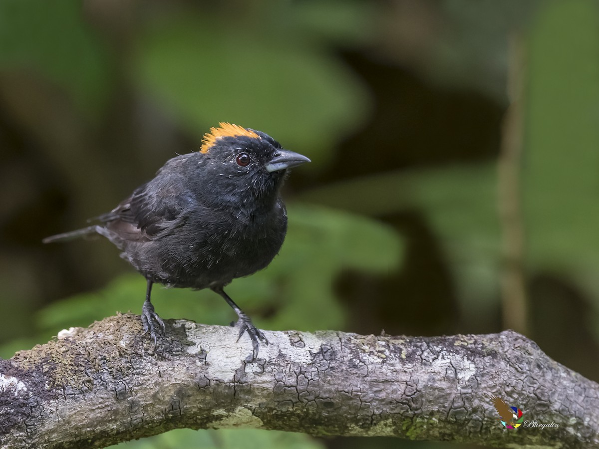 Tawny-crested Tanager - ML181389681