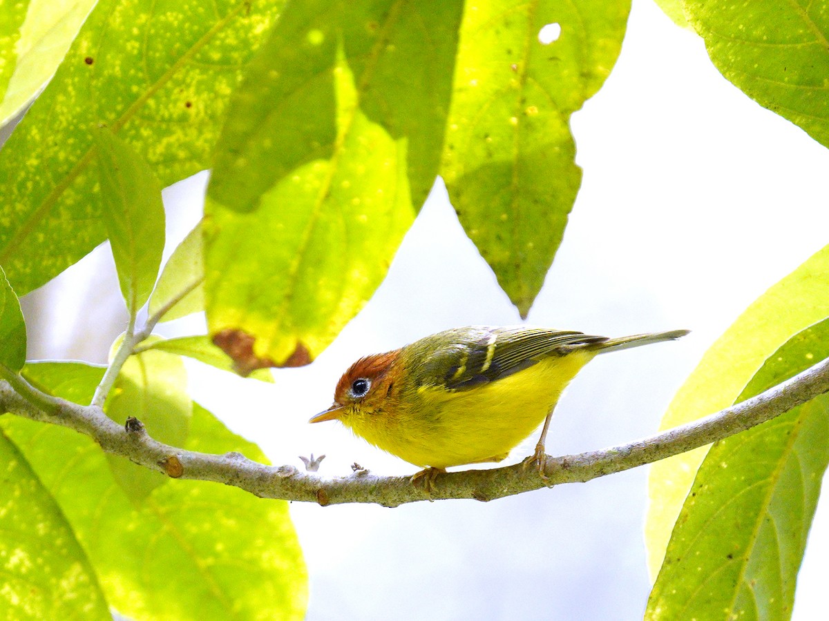 Yellow-breasted Warbler - ML181390301