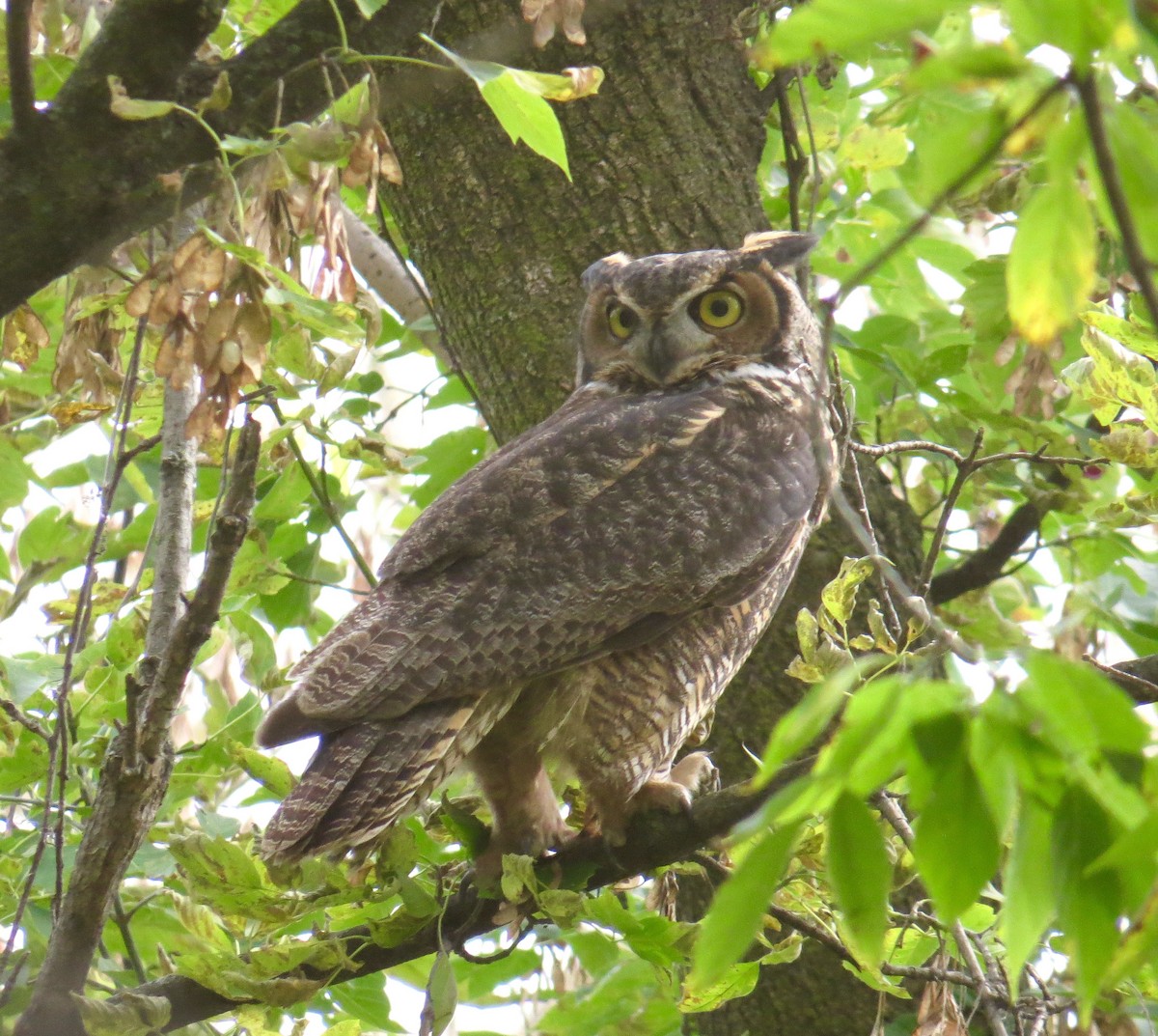 Great Horned Owl - ML181391531