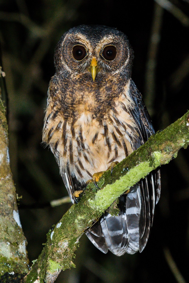 Mottled Owl - ML181391851
