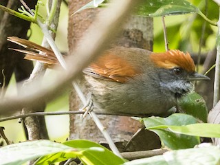  - Bahia Spinetail