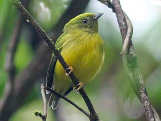  - Golden-crowned Manakin