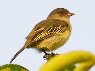  - Chico's Tyrannulet