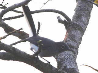 Guianan Gnatcatcher Polioptila Guianensis Birds Of The World