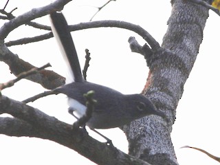 Black-tailed Gnatcatcher Identification, All About Birds, Cornell Lab of  Ornithology