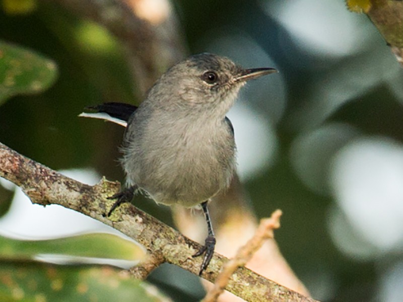 Black-tailed Gnatcatcher - eBird