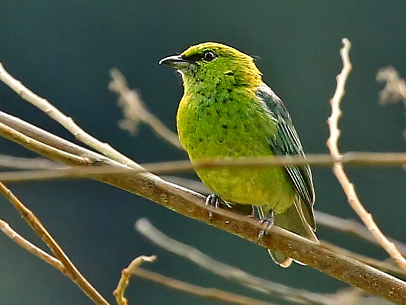 Dotted Tanager - Roger Ahlman