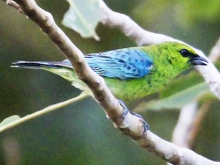  - Dotted Tanager