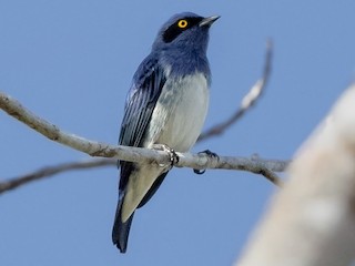 - White-bellied Dacnis