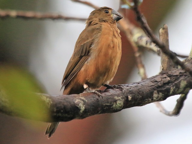 photos-great-billed-seed-finch-sporophila-maximiliani-birds-of