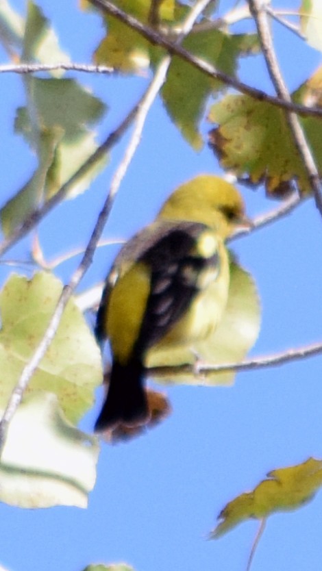 Western Tanager - ML181397891