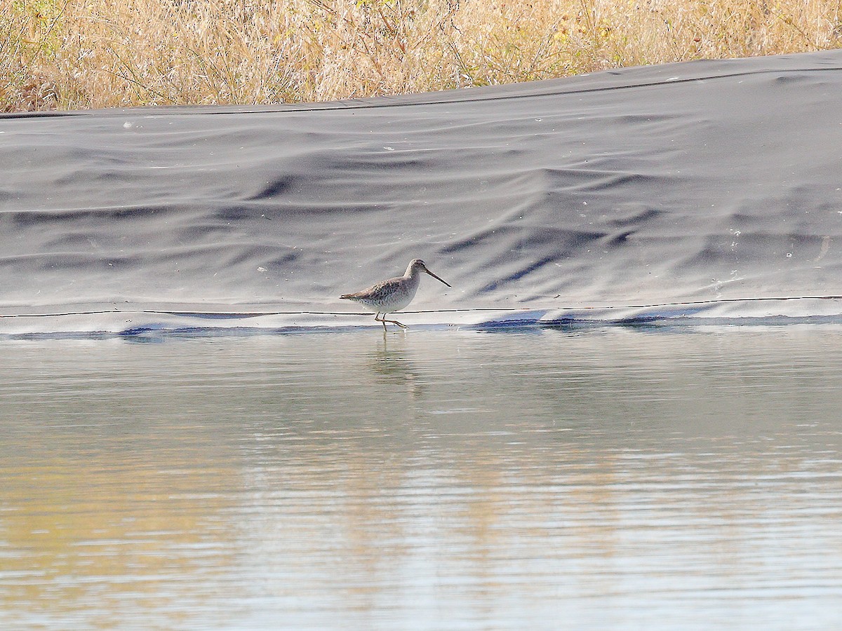 Long-billed Dowitcher - ML181404791