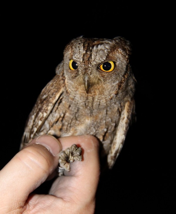 Eurasian Scops-Owl - Libor Schröpfer