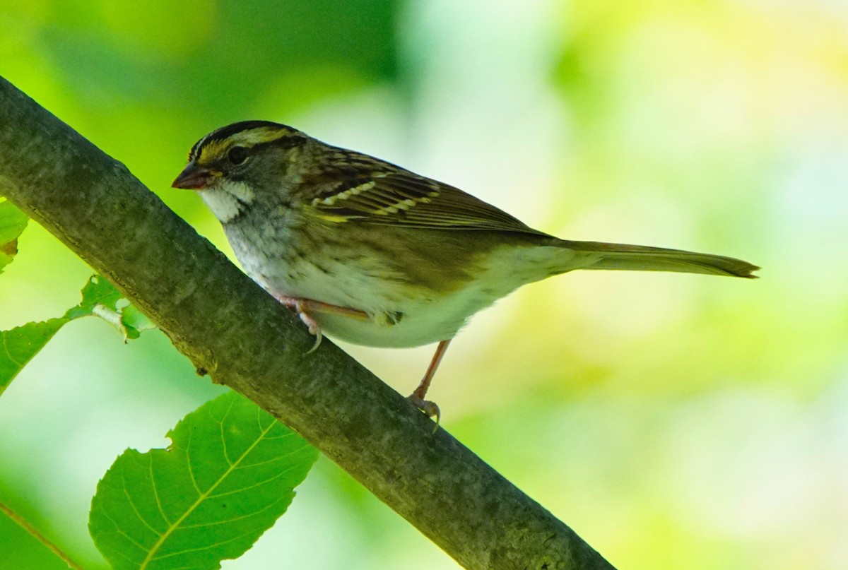 White-throated Sparrow - ML181407181