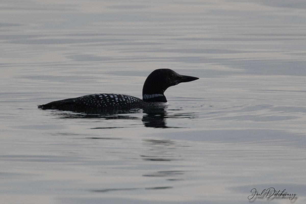 Common Loon - Detcheverry Joël