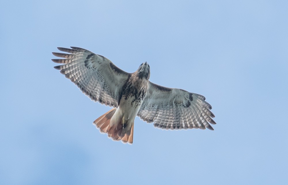 Red-tailed Hawk - ML181409461