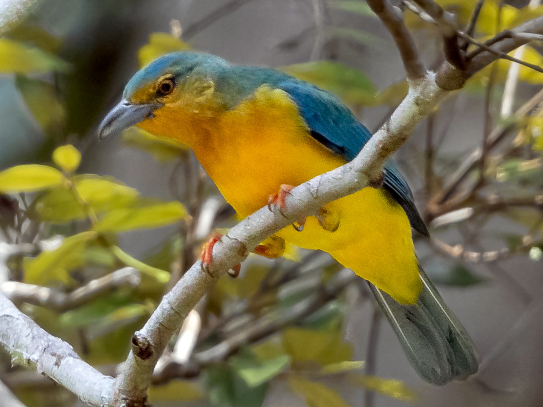 Blue-backed Tanager - eBird