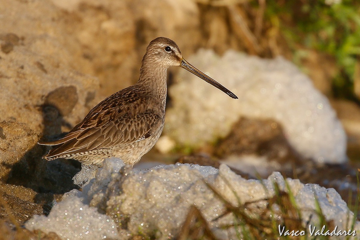 Long-billed Dowitcher - ML181413801