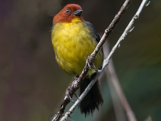  - Jhonathan Miranda - Wandering Venezuela Birding Expeditions - ML181414771