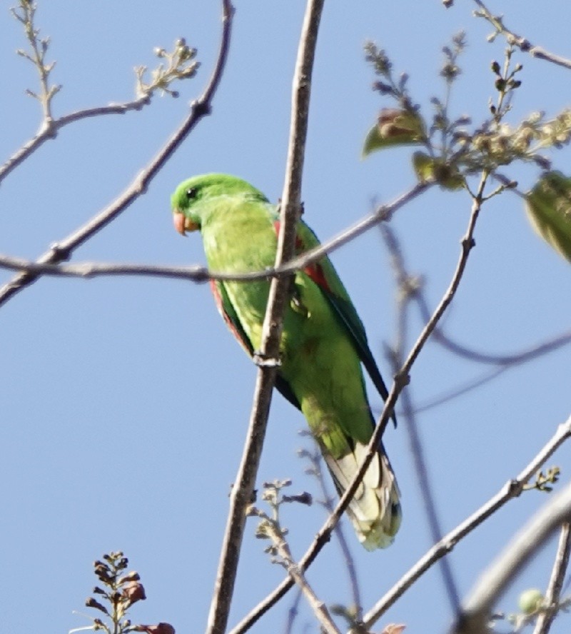 Тиморский попугай - ML181430311