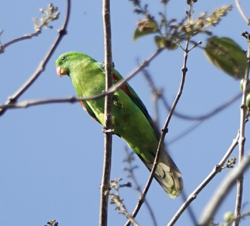 Olive-shouldered Parrot - ML181430391