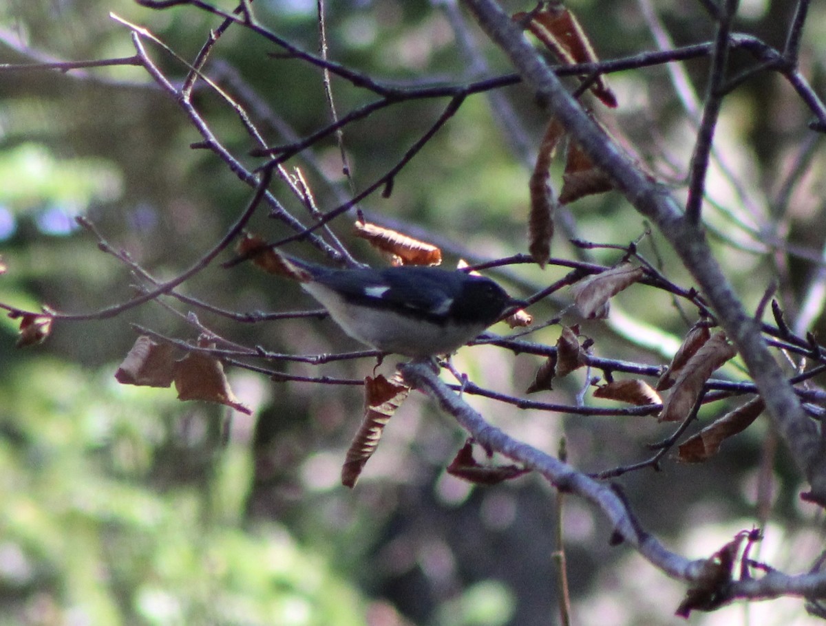 Black-throated Blue Warbler - Ty Smith
