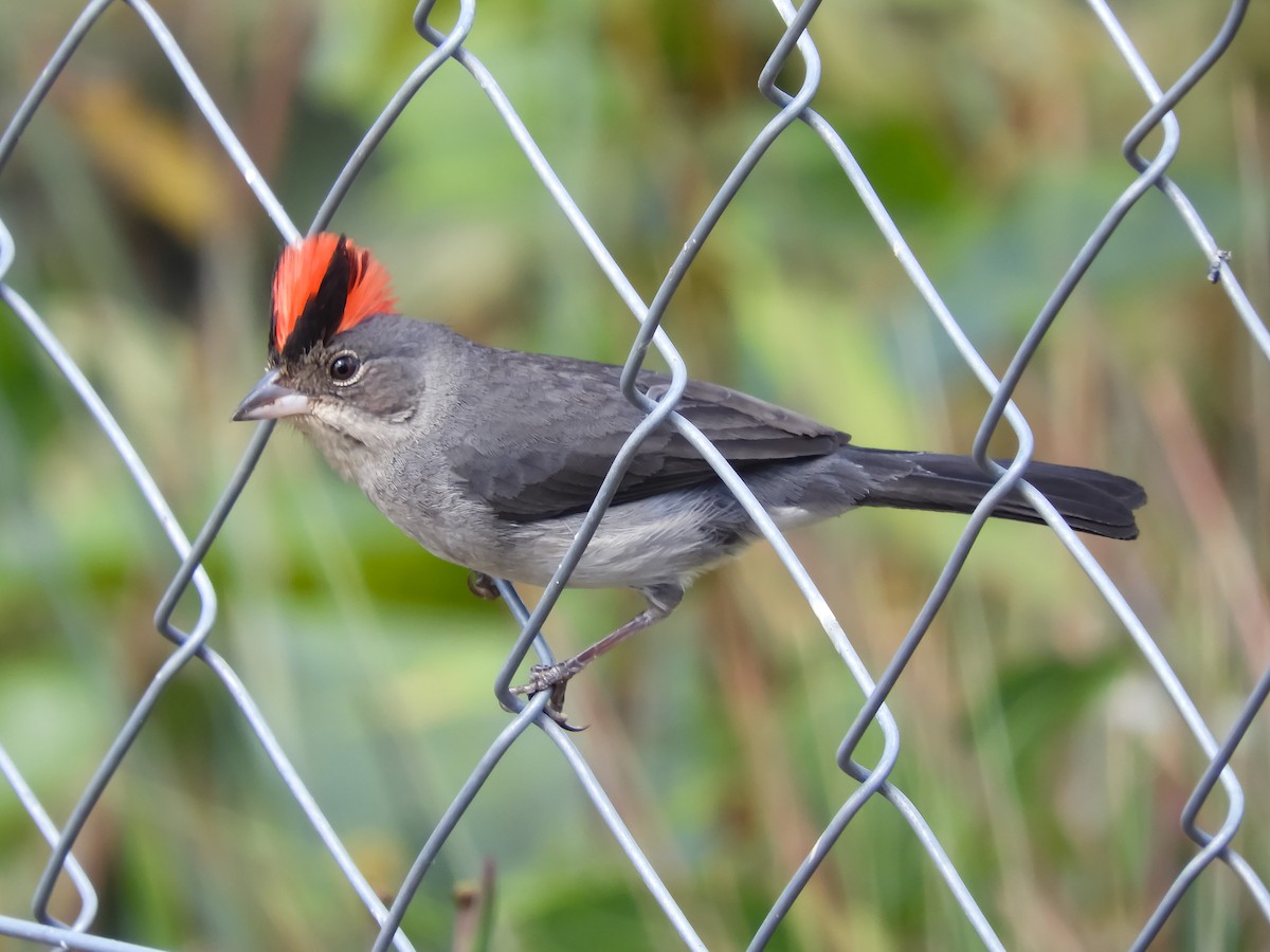 Pileated Finch - ML181434151