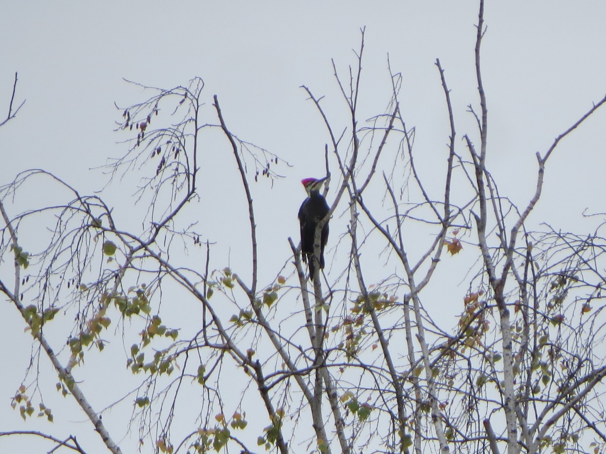 Pileated Woodpecker - ML181437761