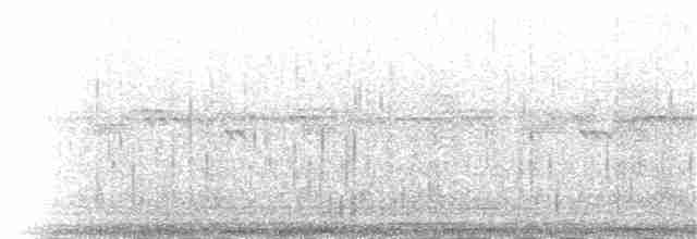 Ak Gerdanlı Kılkuyruk (bahamensis/rubrirostris) - ML181437961