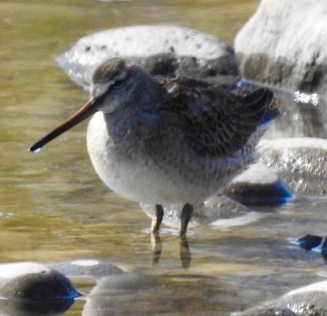 Long-billed Dowitcher - ML181438961
