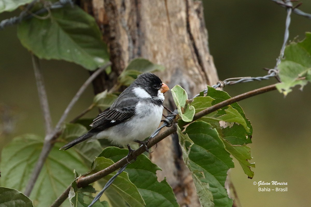 White-throated Seedeater - ML181439201