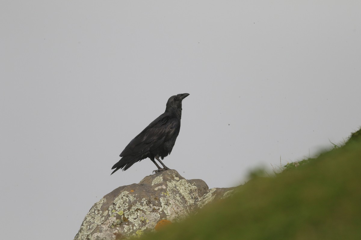 Fan-tailed Raven - Edward  Brinkley
