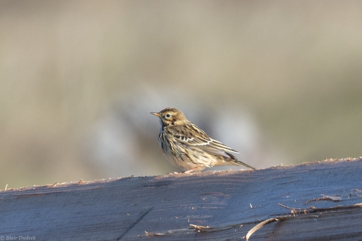 Red-throated Pipit - ML181440711
