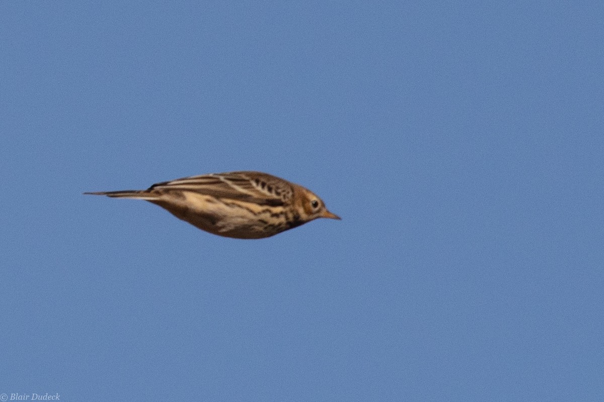 Red-throated Pipit - ML181440751