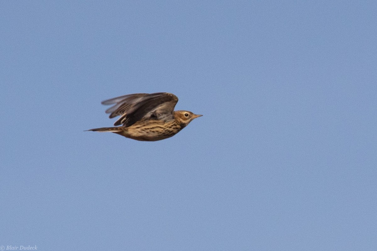 Red-throated Pipit - ML181440781