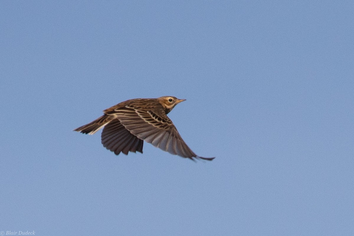 Red-throated Pipit - Blair Dudeck