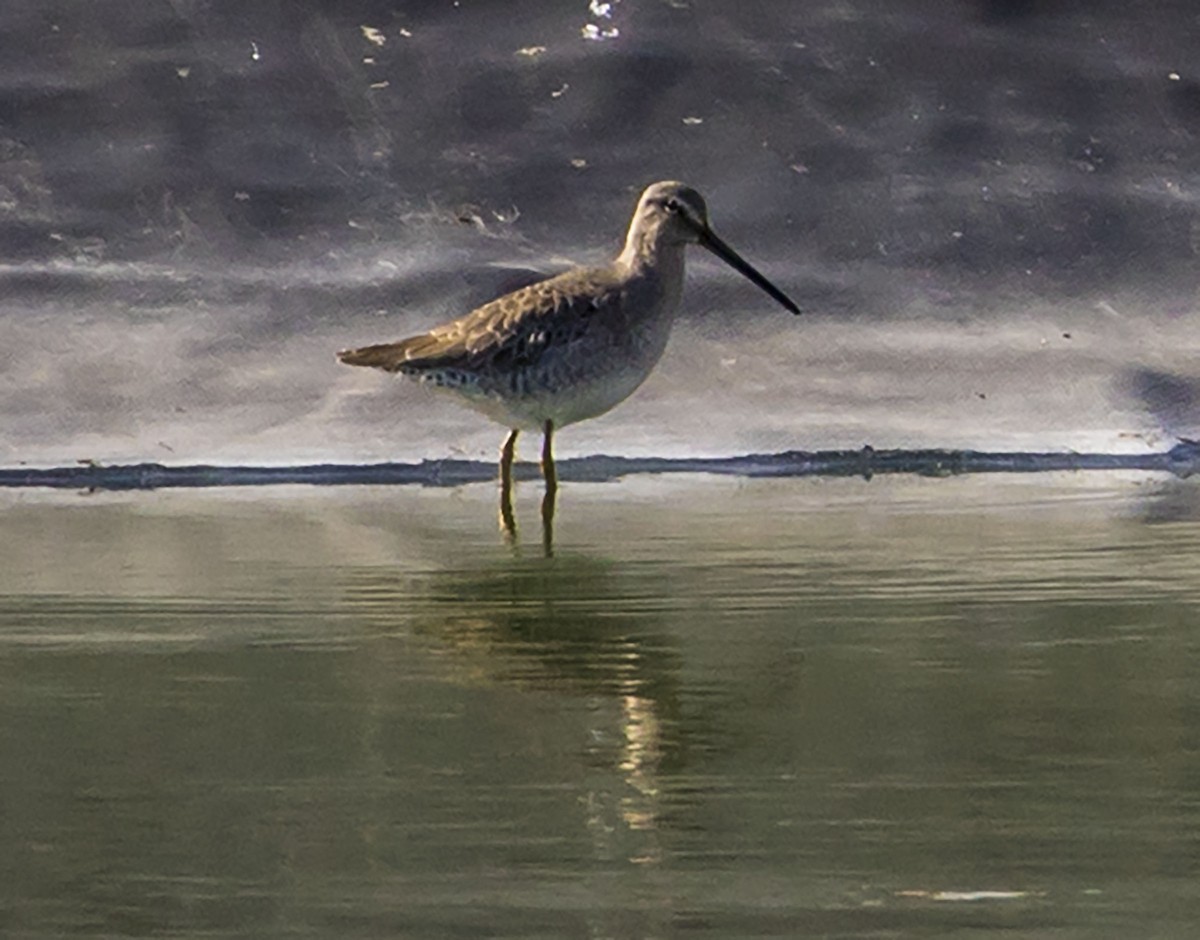 Long-billed Dowitcher - ML181441541