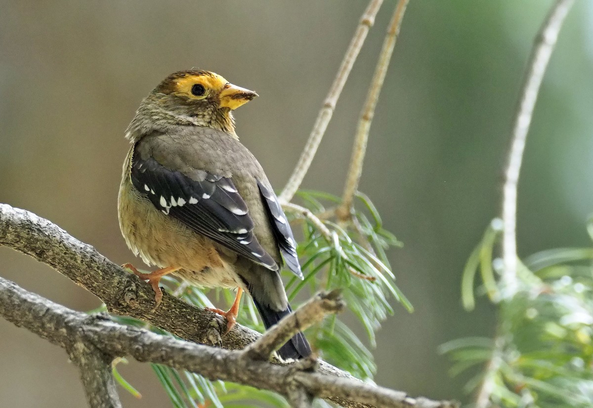 Spectacled Finch - Andrew Spencer