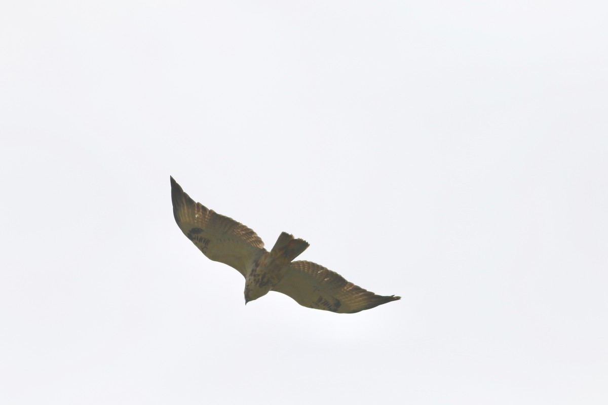 African Hawk-Eagle - Edward  Brinkley