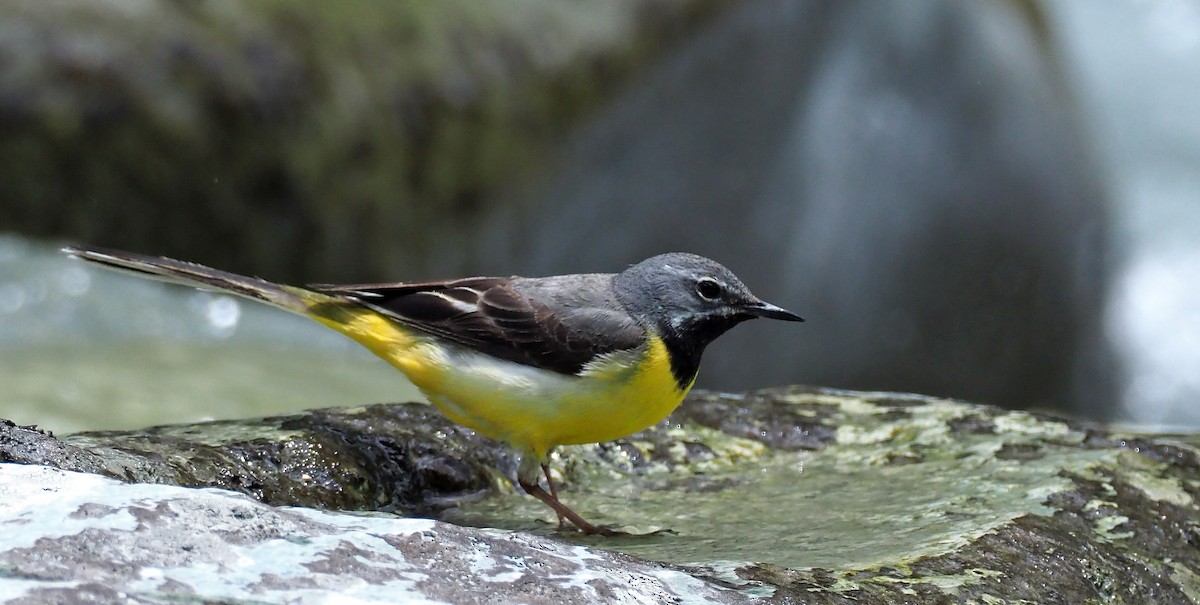 Gray Wagtail - Andrew Spencer