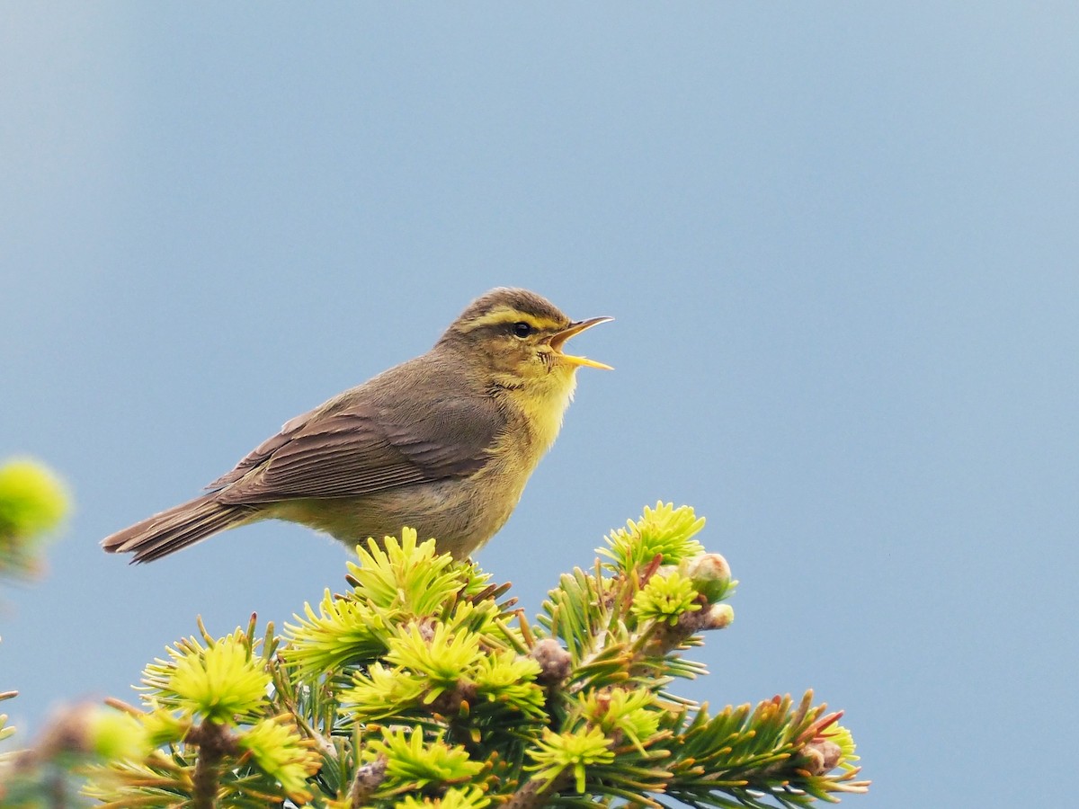 Tickell's Leaf Warbler (Tickell's) - Andrew Spencer