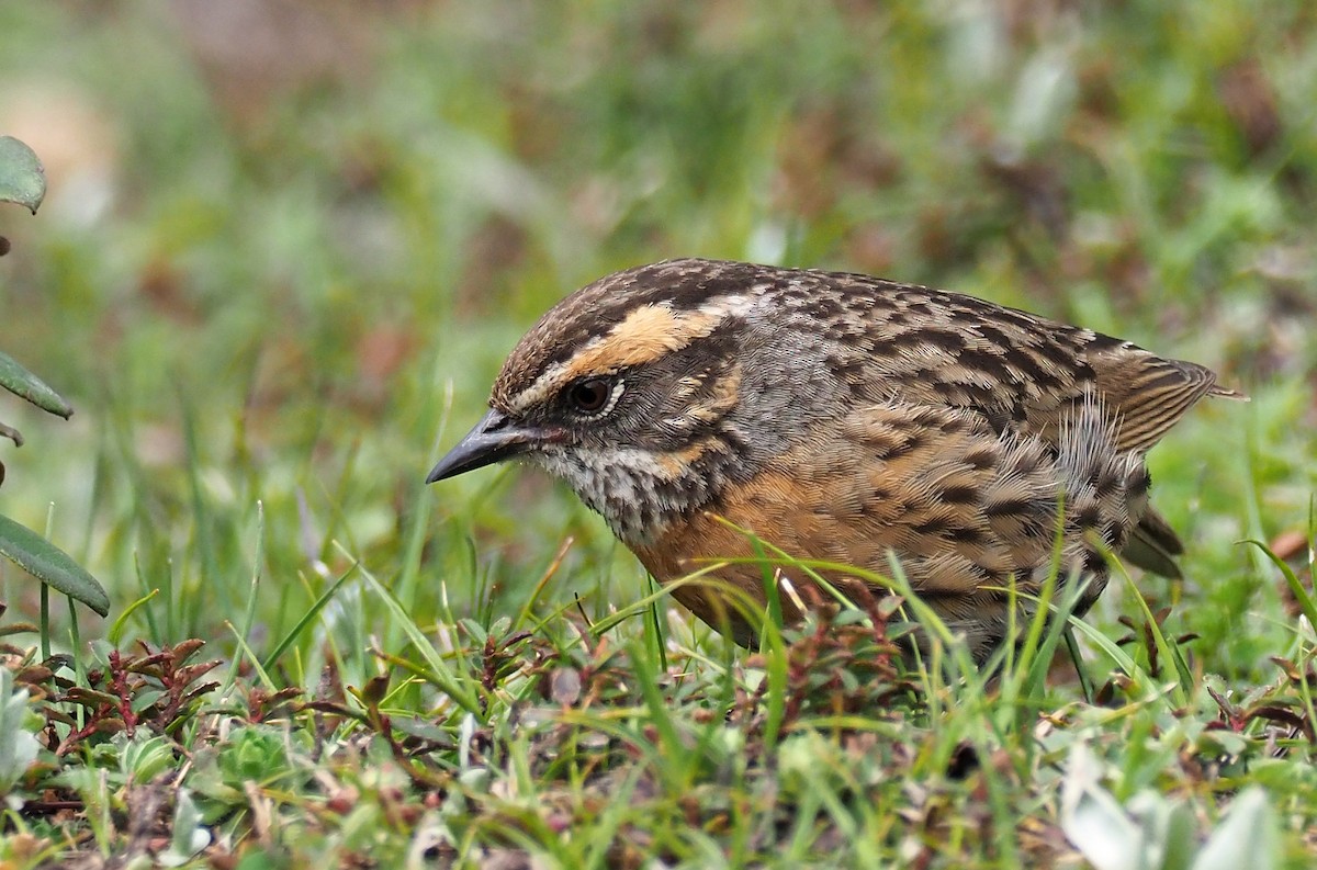Rufous-breasted Accentor - ML181444631