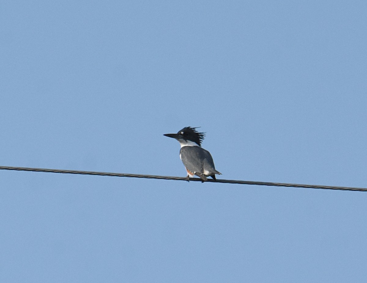 Belted Kingfisher - ML181445371