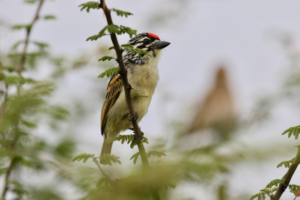 Red-fronted Tinkerbird - ML181448621