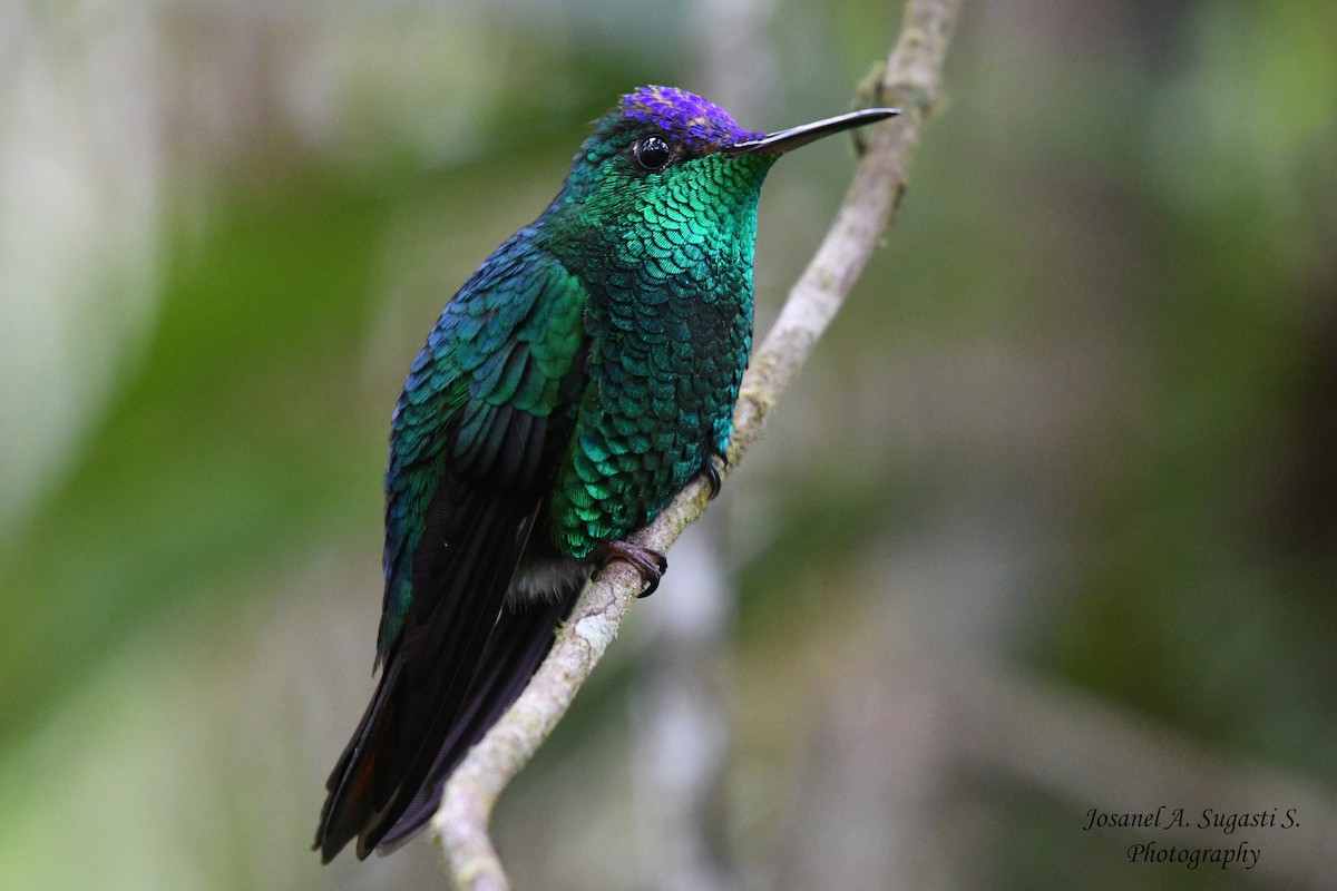 Violet-capped Hummingbird - ML181455281